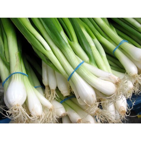 Yerli Yeşil Taze Soğan  Tohumu 5 Gr Ort 1250 Ad Tohum