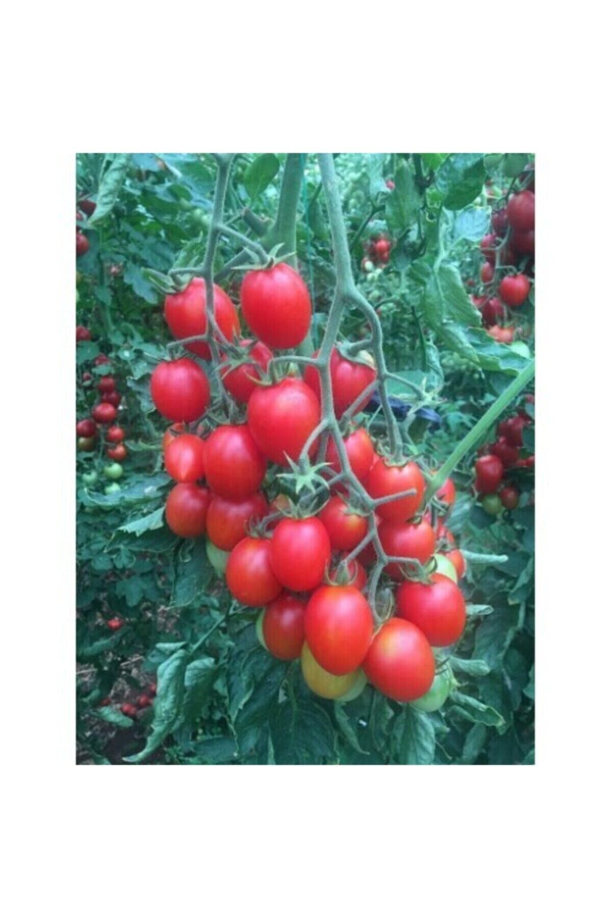 A-z Tohum Domates Tohumu A-z 06 F1 Oval Kokteyl Domatesi (sırık) 10 Adet Tohumluk