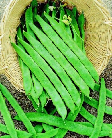 YERLİ UZUN-ENLİ ERKEN SIRIK FASULYE TOHUMU 500 GR (ALACALI)