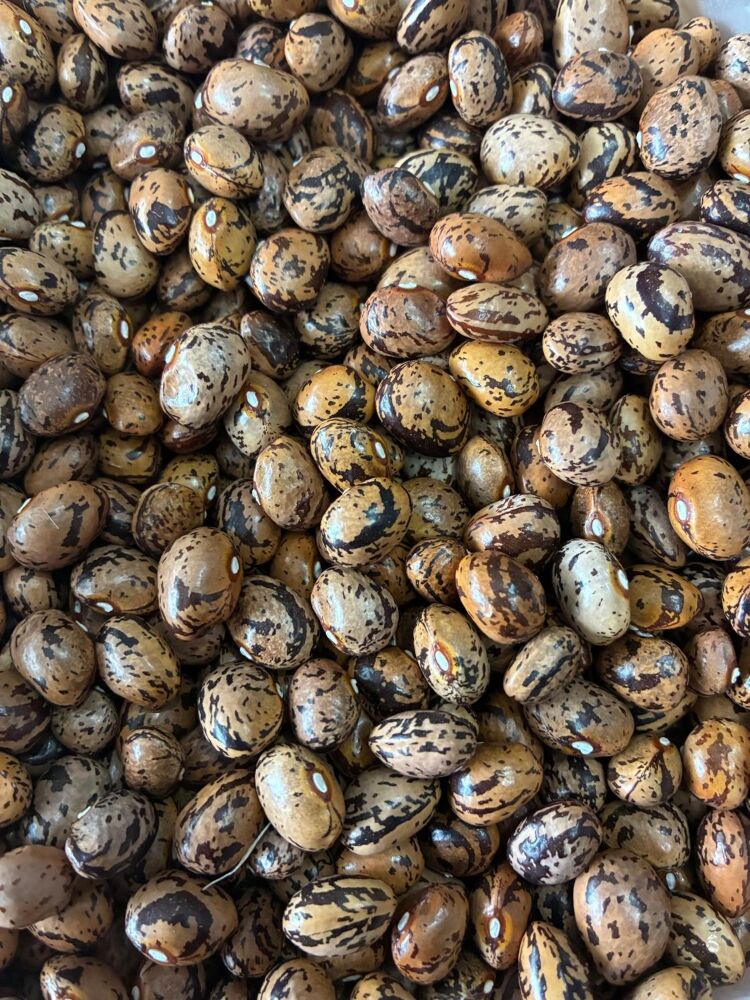 YERLİ UZUN-ENLİ ERKEN SIRIK FASULYE TOHUMU 500 GR (ALACALI)