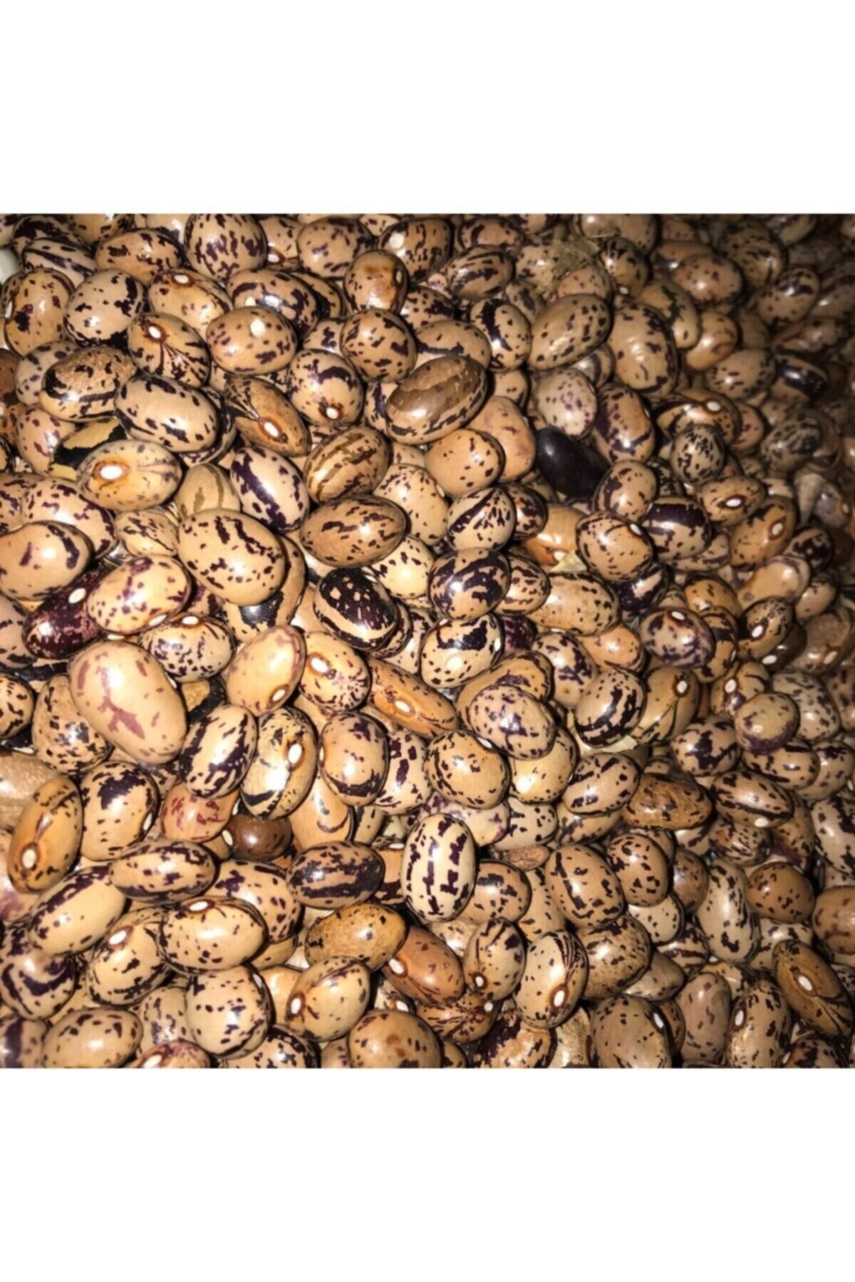 Karahasanoğlu Tarım Yerli Uzun-enli Erken Sırık Fasulye Tohumu 500 gr (ALACALI)