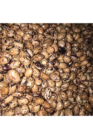 Karahasanoğlu Tarım Yerli Uzun-enli Erken Sırık Fasulye Tohumu 500 gr (ALACALI)