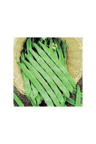 Karahasanoğlu Tarım Yerli Uzun-enli Erken Sırık Fasulye Tohumu 500 gr (ALACALI)
