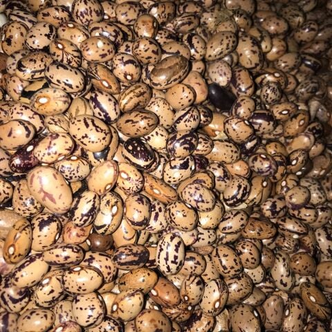 YERLİ UZUN-ENLİ ERKEN SIRIK FASULYE TOHUMU 500 GR (ALACALI)