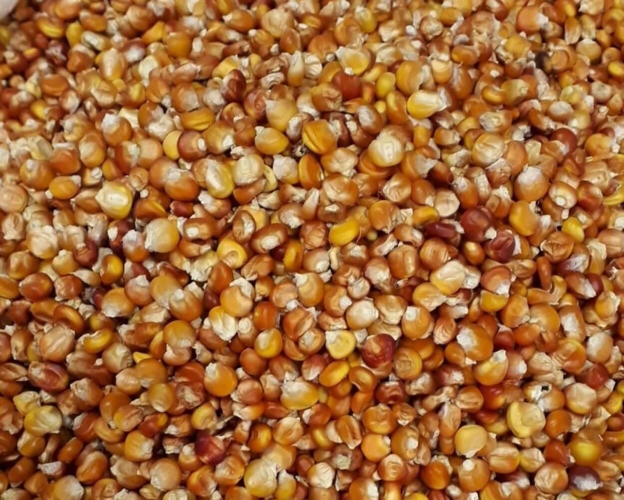 Yerli Ata Tohumu Kırmızı Tane Mısır 25 Gr