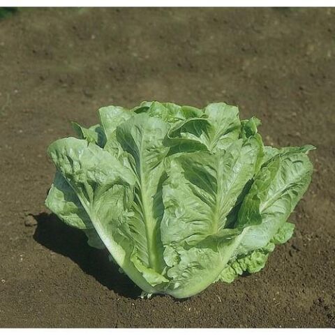 Hobi Tohumu Hazera Genetics Lital Marul 10 Adet