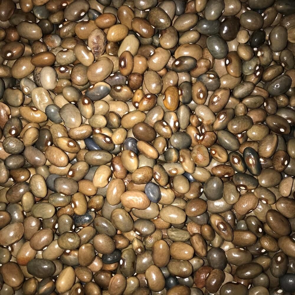 Yerli Sırık Uzun-Enli Turşuluk Fasulye 500 Gr (Boz)