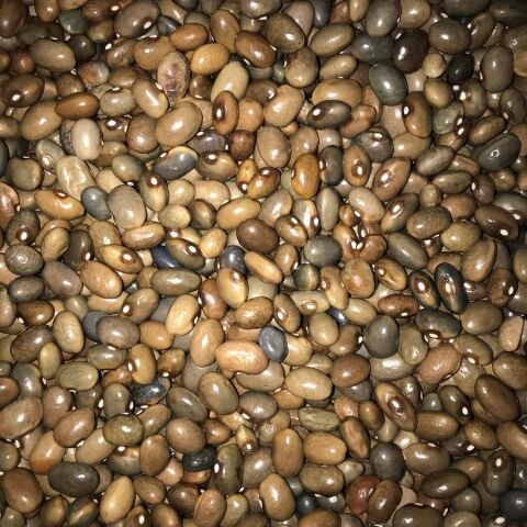 Yerli Sırık Uzun-Enli Turşuluk Fasulye 500 Gr (Boz)