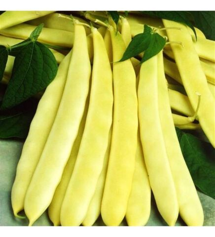 TURŞULUK OTURAK FASULYE TOHUMU (ERBAL) 100 GR