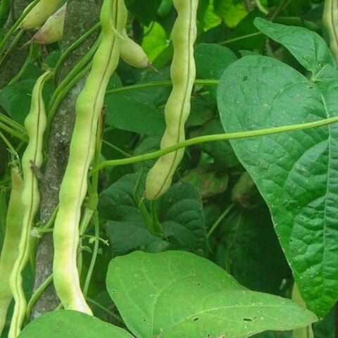 Oturak Barbunya Tohumu Karlı Beyaz 500 Gr