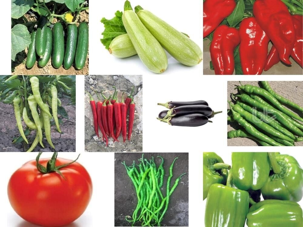 Yerli 10 Çeşit Sebze Tohumu Seti Ort 830 Ad Tohum+Gübre - Mix 4