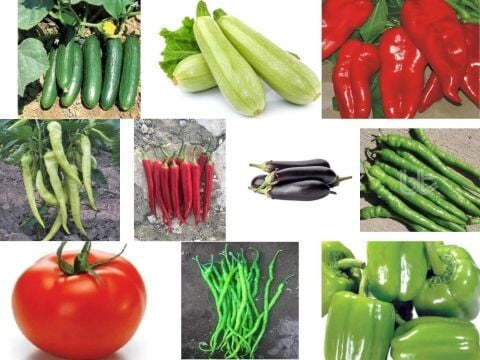 Yerli 10 Çeşit Sebze Tohumu Seti Ort 830 Ad Tohum+Gübre - Mix 4