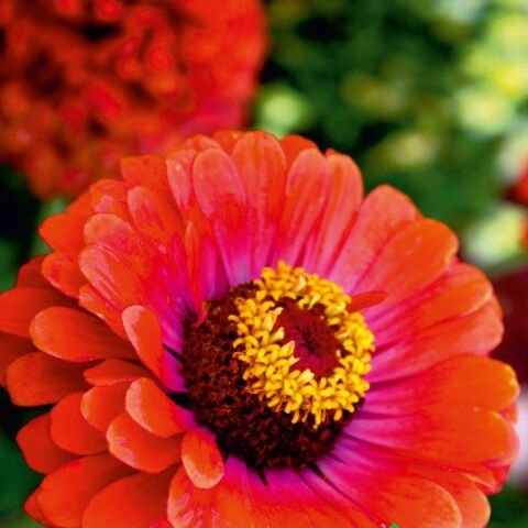Beybeğendi (Zinnia) Çiçek Tohumu 30 Adet