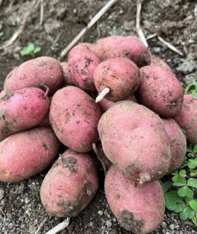 Yerli Erkenci Kırmızı Tohumluk Patates 5 Kg