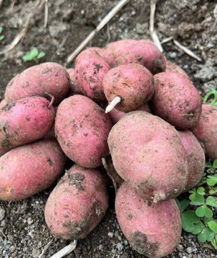Yerli Erkenci Kırmızı Tohumluk Patates 1 Kg