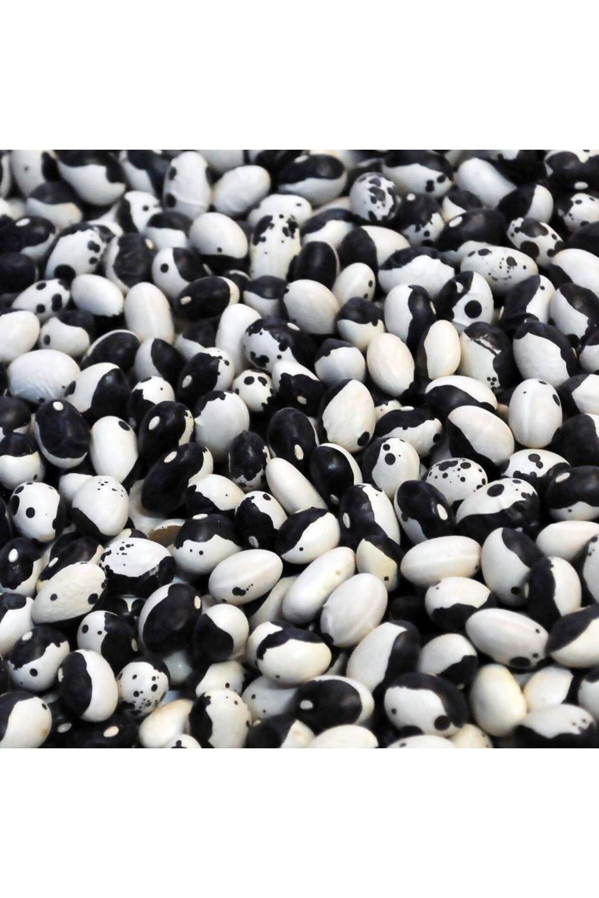 Karahasanoğlu Tarım Yerli Ayşe Kadın Sırık Fasulye Tohumu 500 Gr (siyah Lekeli)