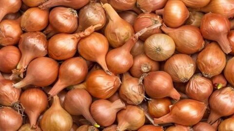 Yerli Arpacık Soğan Kıska 6 Numara 10 Kg