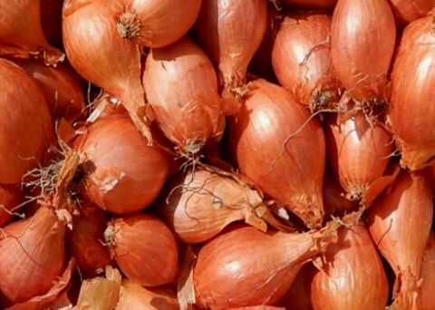 YERLİ ARPACIK SOĞAN 4 NUMARA (500 GR)