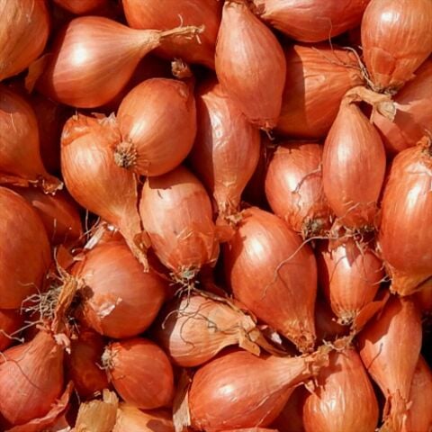 Yerli Arpacık Soğan Kıska 6 Numara 5 Kg