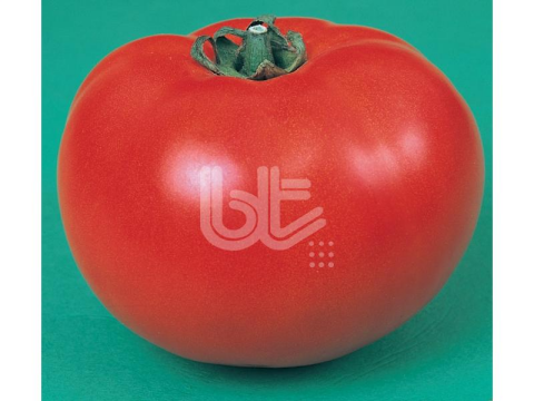 DOMATES TOHUMU ANCON 25 GR ORT 6250 ADET TOHUM