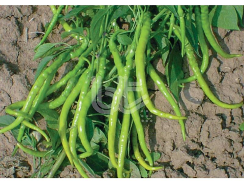 BİBER TOHUMU İNCE SİVRİ KIL TATLI (25 GR ORT 3000 ADET TOHUM)