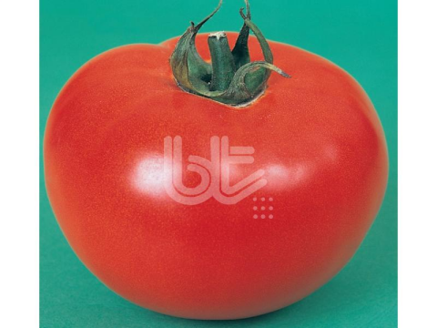 DOMATES TOHUMU 2121 25 GR ORT 6250 ADET TOHUM