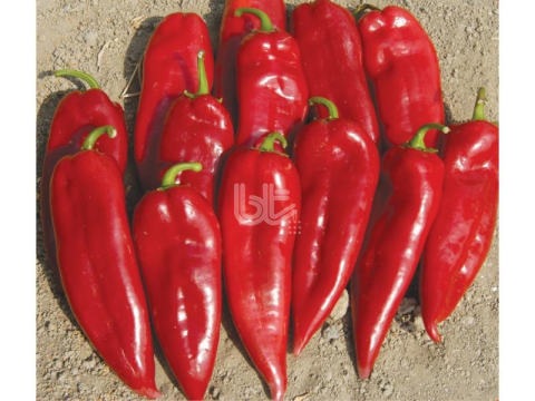 BİBER TOHUMU BURSA YAĞLIK (25 GR ORT 3000 ADET TOHUM)