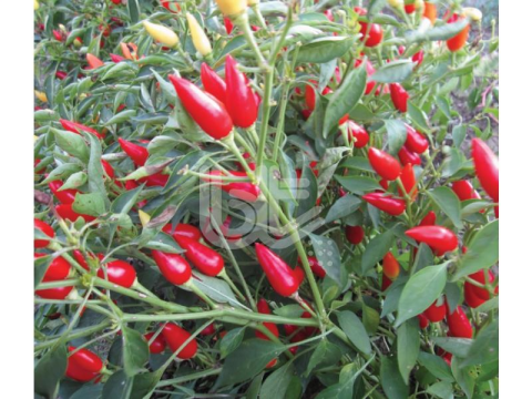 BİBER TOHUMU BURBİYE (SÜS BİBERİ OVAL ACI) 25 GR ORT 3000 ADET