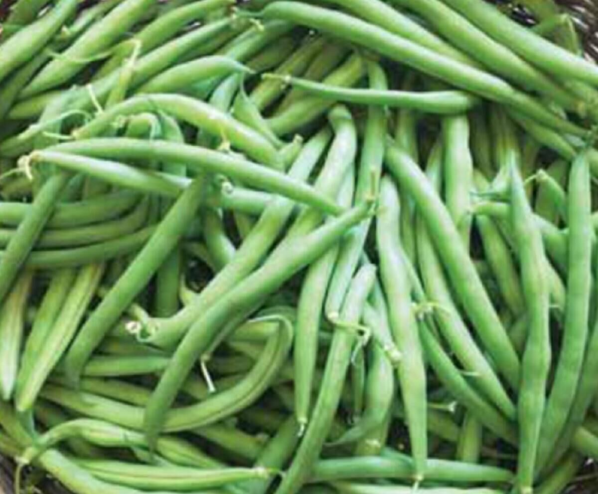 YERLİ GÜZLÜK OTURAK FASULYE TOHUMU 500 GR