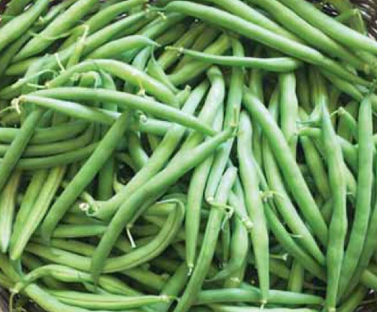 YERLİ GÜZLÜK OTURAK FASULYE TOHUMU 500 GR