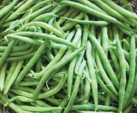 YERLİ GÜZLÜK OTURAK FASULYE TOHUMU 500 GR