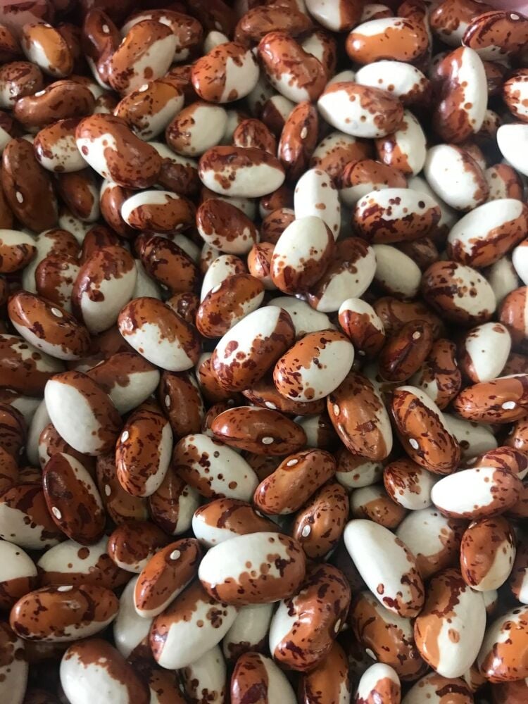 YERLİ UZUN ENLİ SIRIK ERKEN FASULYE TOHUMU 100 GR (KAHVE ALACA BEYAZ)