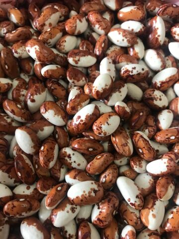 YERLİ UZUN ENLİ SIRIK ERKEN FASULYE TOHUMU 100 GR (KAHVE ALACA BEYAZ)