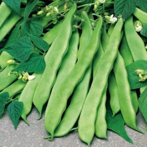 YERLİ UZUN ENLİ SIRIK ERKEN FASULYE TOHUMU 100 GR (KAHVE ALACA BEYAZ)