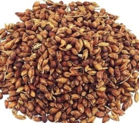 Süpürge Otu Tohumu 100 Gr