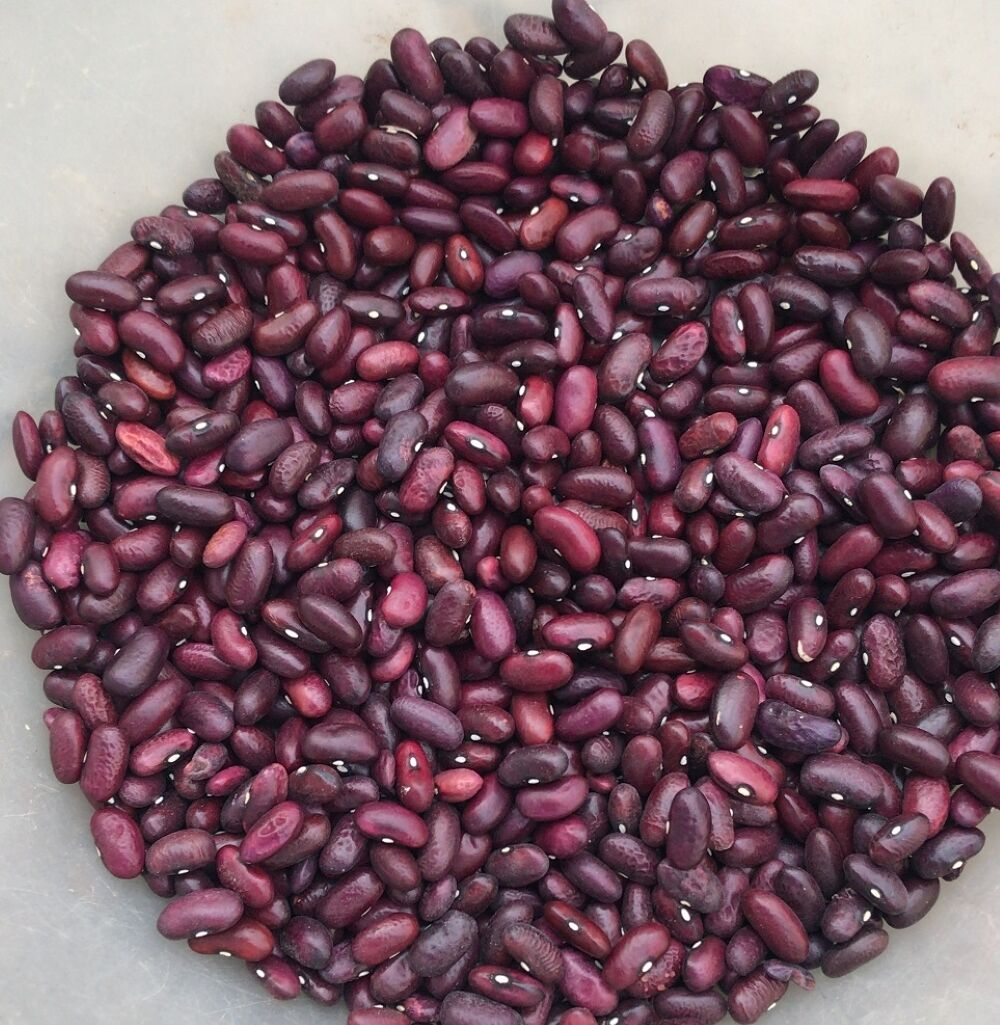 YERLİ TOKAT KIZILI SIRIK FASULYE TOHUMU 100 GR