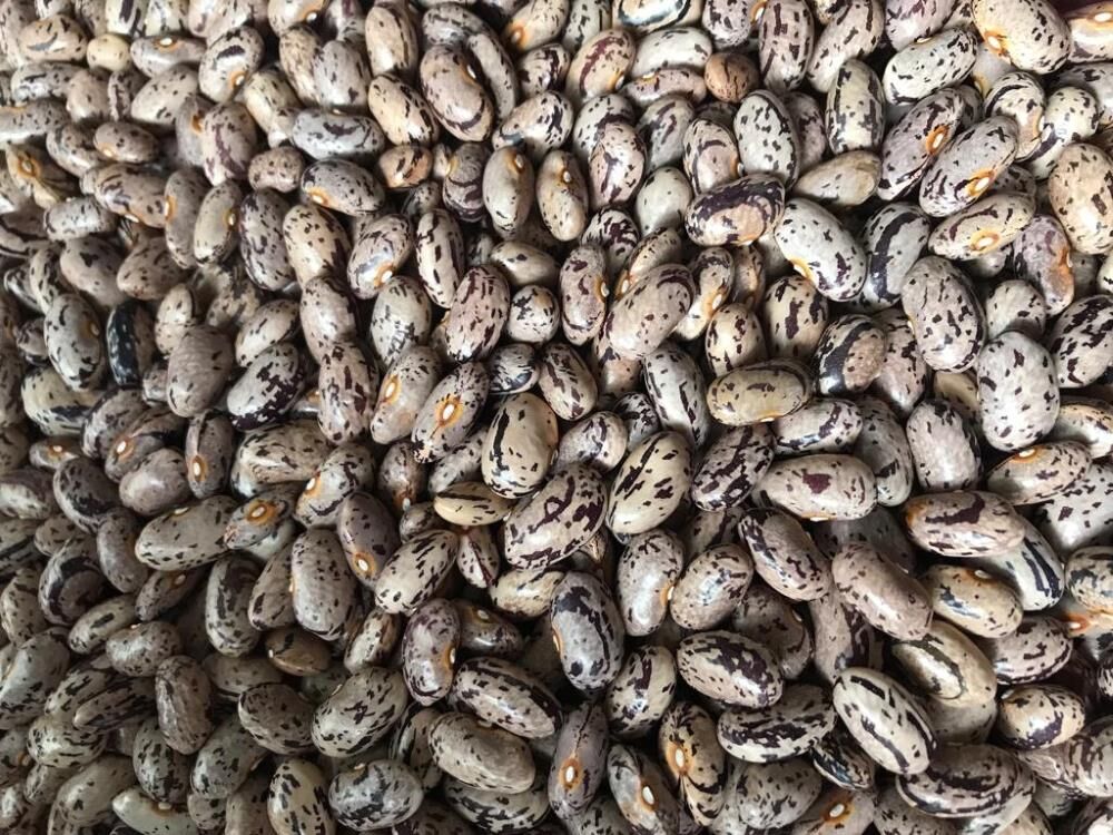 YERLİ UZUN ENLİ GEÇÇİ TURŞULUK SIRIK FASULYE TOHUMU 100 GR (ALACALI)