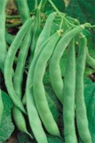 Karahasanoğlu Tarım Yerli Oturak Beyaz Fasulye ( Horoz Fasulyesi ) 100 Gr