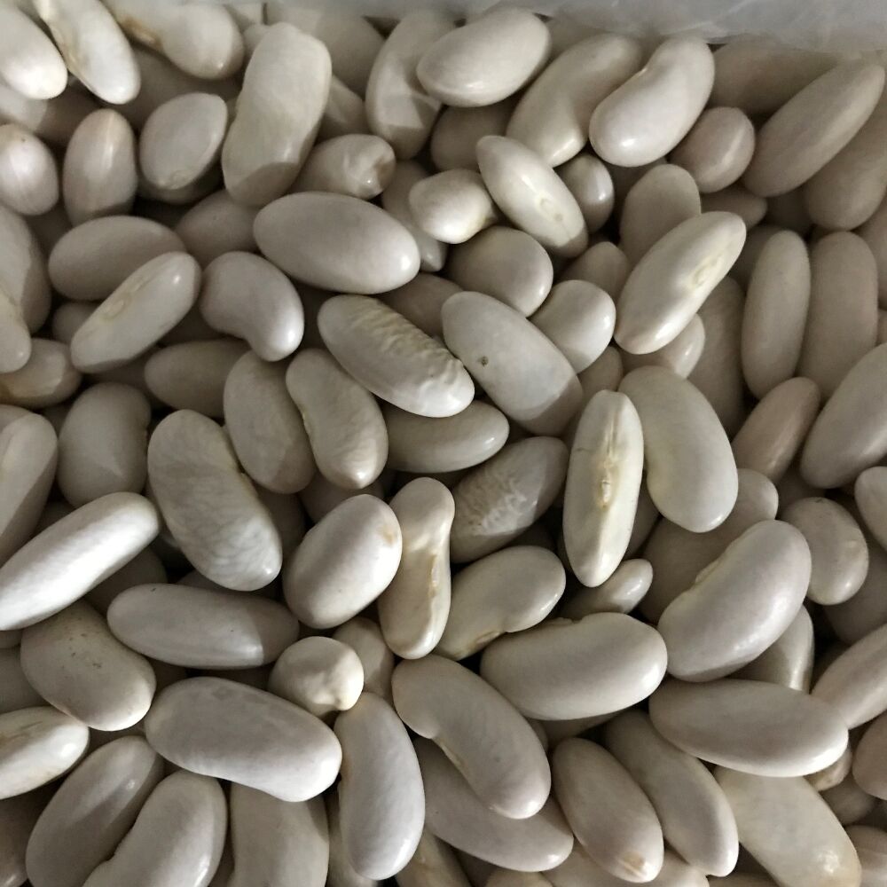 YERLİ BEYAZ OTURAK FASULYE ( HOROZ FASULYESİ ) 100 GR