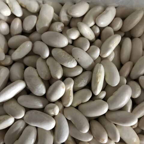 YERLİ BEYAZ OTURAK FASULYE ( HOROZ FASULYESİ ) 100 GR