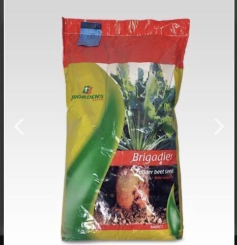 HAYVAN PANCARI-YEMLİK PANCAR TOHUMU 500 GR