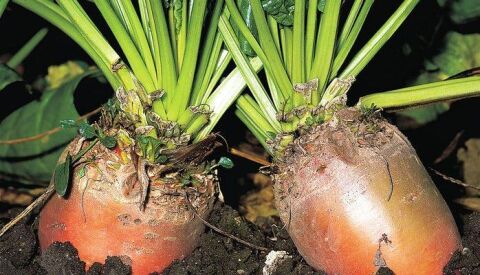 HAYVAN PANCARI-YEMLİK PANCAR TOHUMU 500 GR