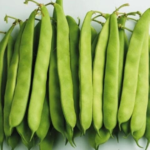 Yerli Ata Tohumu Oturak Ayşe Kadın Erken Fasulye 25 Gr (Çizgili Kahve-Beyaz Tohum)