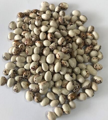 YERLİ AYŞE KADIN OTURAK FASULYE TOHUMU 500 GR (KAHVE ÇİZGİLİ BEYAZ)