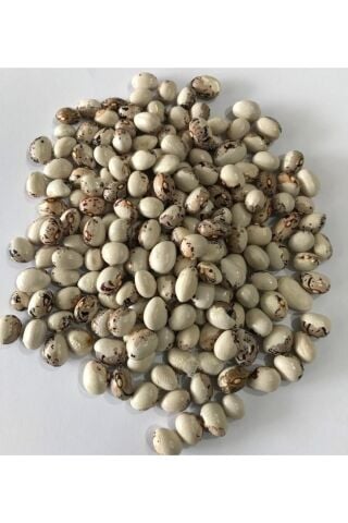 Karahasanoğlu Tarım Yerli Ayşe Kadın Oturak Fasulye Tohumu 500 Gr (kahve Çizgili Beyaz)