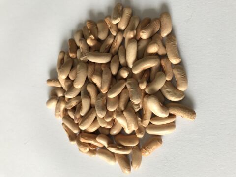 YERLİ ATLANTİS OTURAK FASULYE TOHUMU 500 GR