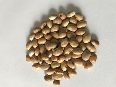 YERLİ AYŞE KADIN SIRIK FASULYE TOHUMU 500 GR (KREM-BEYAZ)