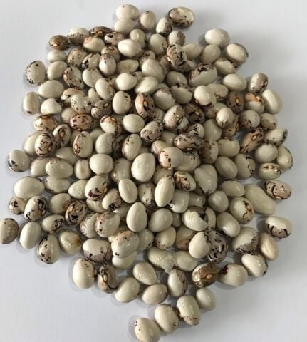 YERLİ AYŞE KADIN SIRIK FASULYE TOHUMU 500 GR (KAHVE ÇİZGİLİ BEYAZ)