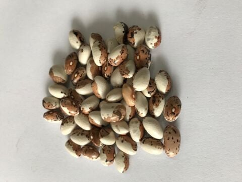 YERLİ AYŞE KADIN SIRIK FASULYE TOHUMU 500 GR (KAHVE ÇİZGİLİ BEYAZ)