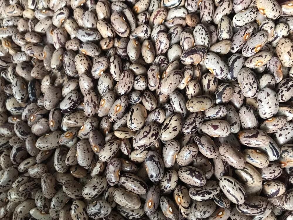 YERLİ UZUN ENLİ GEÇÇİ TURŞULUK SIRIK FASULYE TOHUMU 500 GR (ALACALI)